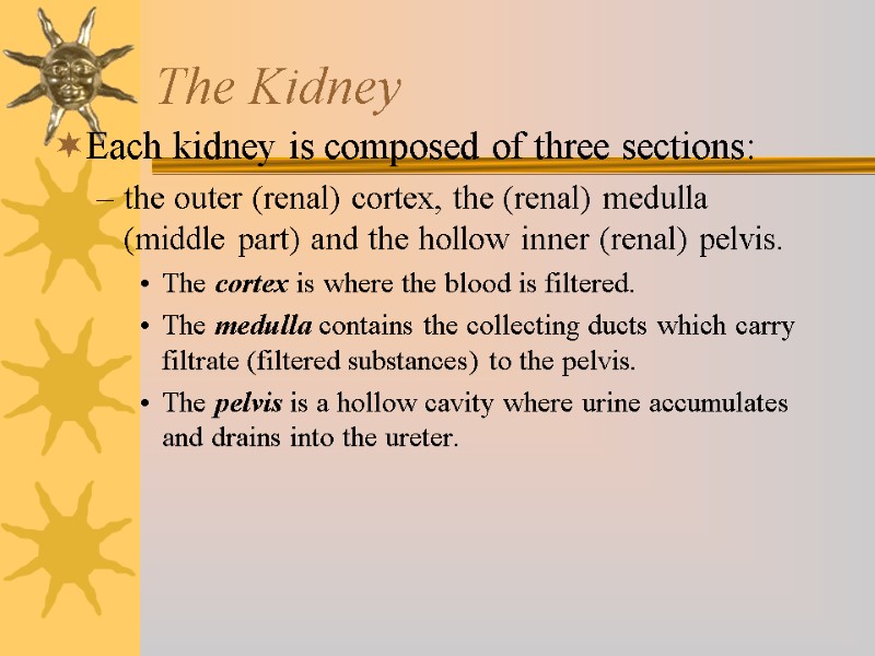 The Kidney Each kidney is composed of three sections:  the outer (renal) cortex,